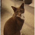 Toast the cat