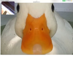 DUCKS &DUCKS