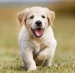 dog dog are cute