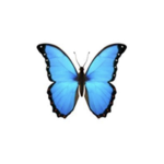 Thee Butterflys