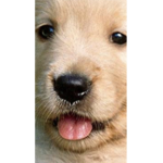 Los golden retrievers XD