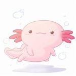 Axolotl Amigos (阿美戈蝾螈)