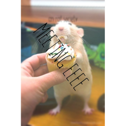 An rat society's Meeting room! (UPDATE!)