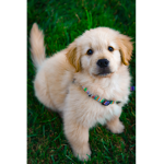 pupppppys are cuteeee