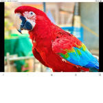 Parrots of adopt me