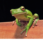 Frog Armyy