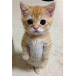 ~Cat~