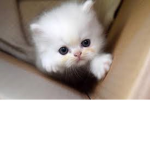 Fan de los gatitos :3