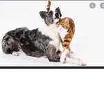 Animal group too (the good won join if u want)