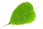 Ultimate Leaf Tag: Official