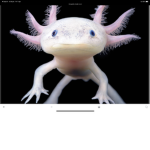 Axolotl gang! Axolotls are pro