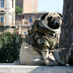 Da Pug Empire