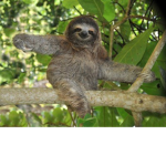 sloth wizdom