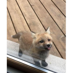 The Cult of Blep Fox