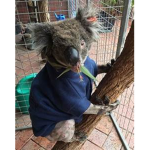 Koala Company