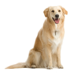 Doggy Land