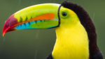 MUNCHING TOUCANS