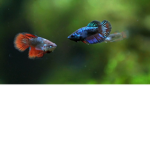 Fish Fans For Life