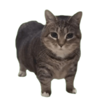 Binnsky