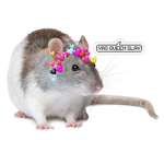 *The Best* Rat Group ovo