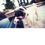 libby's pug squad