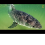 The shark tribe!!
