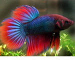 RAINBOWLZ_SQuAD