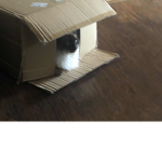 The boys shack