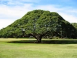 Are you coming to the tree