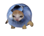 ~The OFFICIAL Cat Empire~