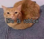 The Cat Community :D