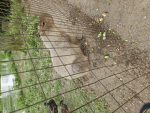 Capybaras Are Epic (C)