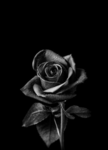 ᵂᴼᴷ³ ᴼᵂᴺᴱᴿˢ
