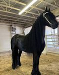 Avocado The Horse