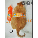 kitten drinks fanta