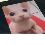 BINGUS CAT Group Real