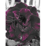 rose100