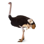 BELIVE In the amazing ostrich!!