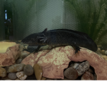 Axolotl army United King axolotl is here! Come