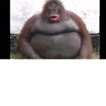 MONKE GODS101