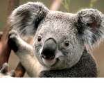 KoalaGaming!
