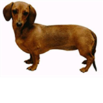 Dachshund Obsessed