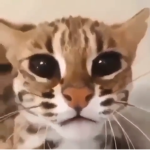 we luv cats!