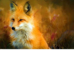 The Offical Fox Group