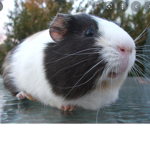 guinea pig club:D