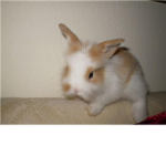 bunnyrabbit peoples