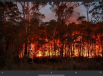 Wild flames 333