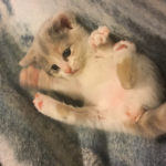 cat fans ONLY