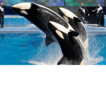 |Team Orca|