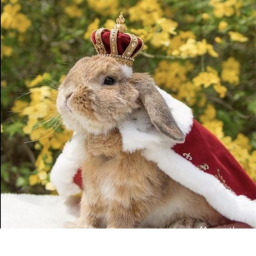 BUNNY BAM MEETING  PLACE